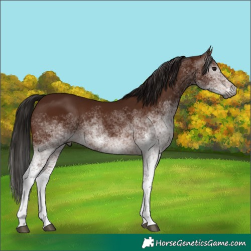 Horse Color:Gray White Spotted Bay