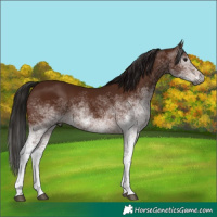 Horse Color:Gray White Spotted Bay