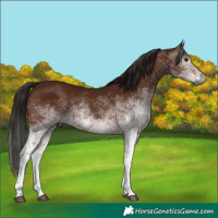 Horse Color:Gray White Spotted Bay 