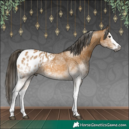 Horse Color:Gray White Spotted Buckskin Splash Appaloosa