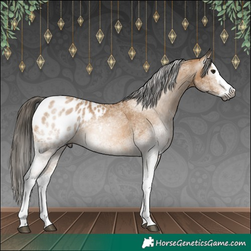 Horse Color:Gray White Spotted Buckskin Splash Appaloosa 