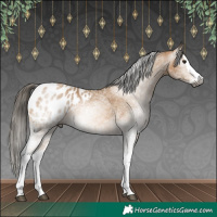 Horse Color:Gray White Spotted Buckskin Splash Appaloosa