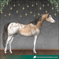 Horse Color:Gray White Spotted Buckskin Splash Appaloosa