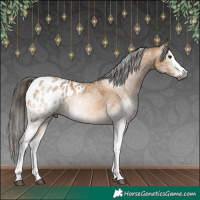 Horse Color:Gray White Spotted Buckskin Splash Appaloosa 