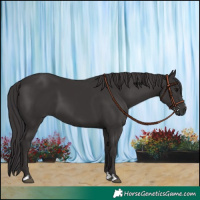Horse Color:Smoky Black 