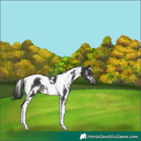 Horse Color:White Spotted Black Tobiano 