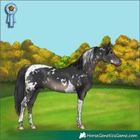 Horse Color:White Spotted Black Tobiano 