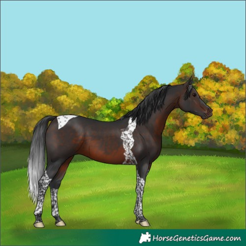Horse Color:Brown Tobiano 