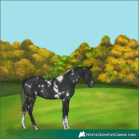 Horse Color:White Spotted Brown Tobiano Rabicano