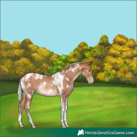 Horse Color:White Spotted Silver Sable Champagne Tobiano Rabicano 