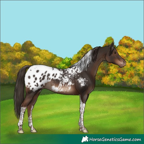 Horse Color:Liver Chestnut Tobiano Appaloosa 