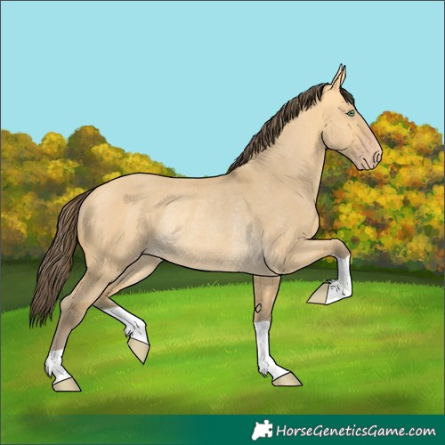 Horse Color:Amber Cream Champagne Dun Rabicano 