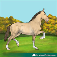 Horse Color:Amber Cream Champagne Dun Rabicano