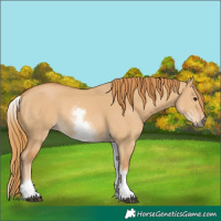 Horse Color:White Spotted Red Dun 