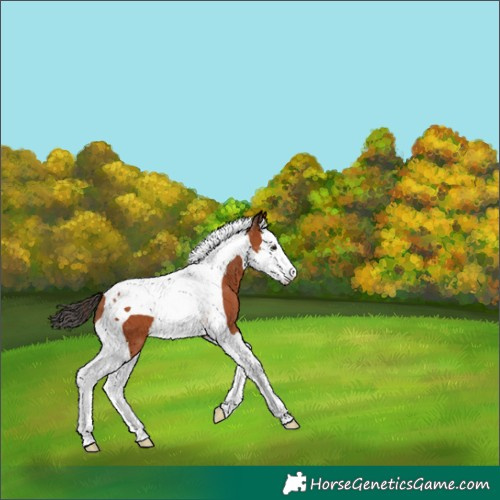 Horse Color:Bay Splash Tobiano 