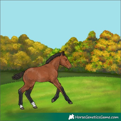 Horse Color:Bay Rabicano 