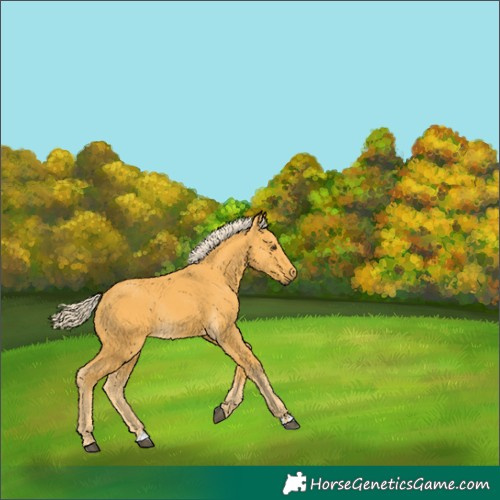 Horse Color:Palomino Rabicano 