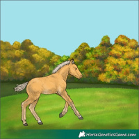 Horse Color:Palomino Rabicano 