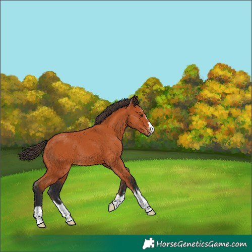 Horse Color:Bay 