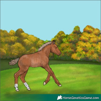 Horse Color:Chestnut Rabicano 