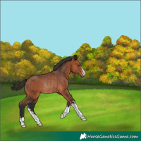 Horse Color:Bay Rabicano