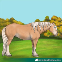 Horse Color:Gray Cremello 