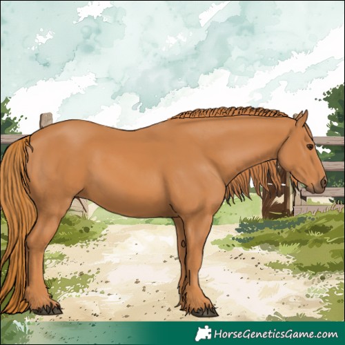 Horse Color:Chestnut 
