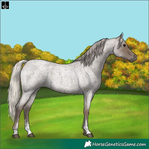 Horse Color:Silver Blue Roan Sabino 