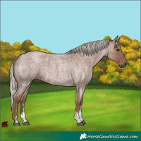 Horse Color:Silver Blue Roan Sabino