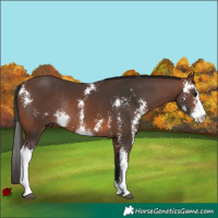 Horse Color:Brown Sabino Rabicano