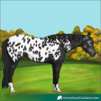 Horse Color:Gray Black Near Leopard