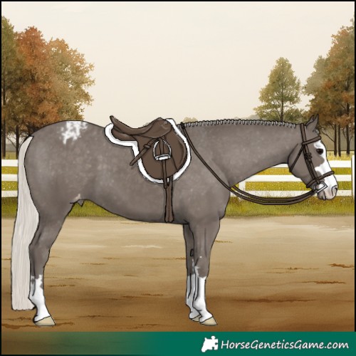 Horse Color:Silver Black Appaloosa 