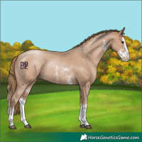 Horse Color:Black Pearl Sabino Splash Rabicano 