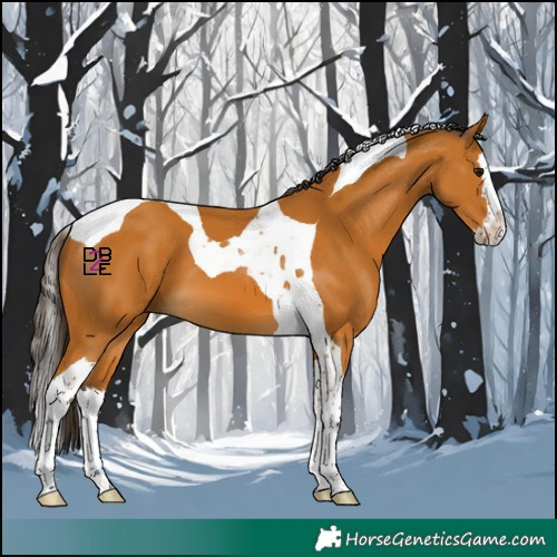 Horse Color:Buckskin Splash Tobiano