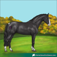 Horse Color:Smoky Black Splash Tobiano Rabicano