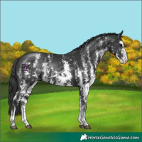 Horse Color:Black Sabino 