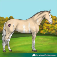 Horse Color:Silver Buckskin Sabino Splash 