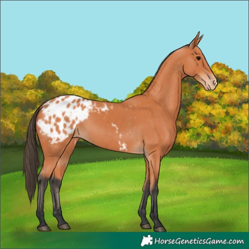 Horse Color:Bay Appaloosa 