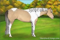 Horse Color:Amber Cream Champagne Tobiano 