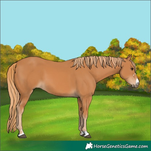 Horse Color:Chestnut 