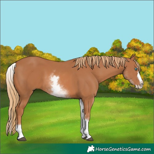 Horse Color:White Spotted Chestnut Splash