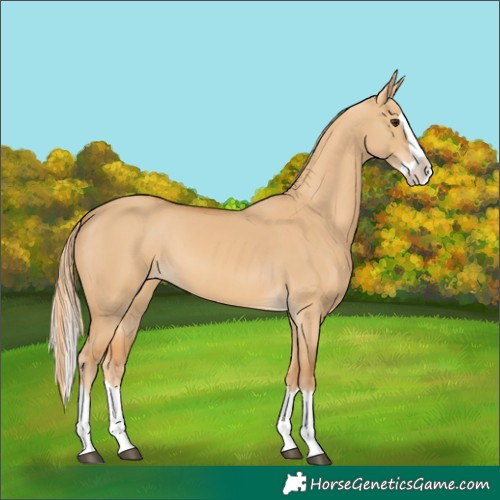 Horse Color:Red Dun Splash 