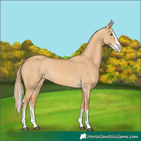 Horse Color:Red Dun Splash 