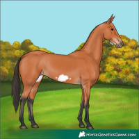 Horse Color:Bay Frame 