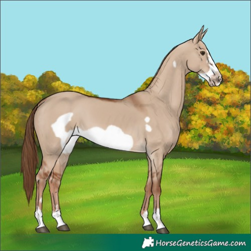 Horse Color:Red Dun Frame 