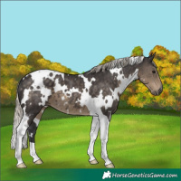 Horse Color:White Spotted Silver Smoky Black Tobiano 