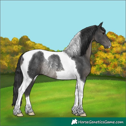 Horse Color:Black Tobiano Rabicano 
