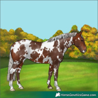 Horse Color:White Spotted Silver Brown