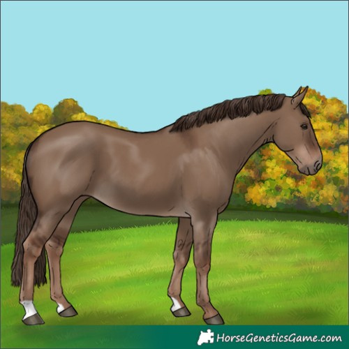 Horse Color:Liver Red Dun