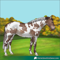 Horse Color:White Spotted Chocolate Brown Dun 
